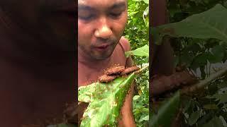 Weaver ants and man in the forest