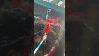 The popular koi fish games in Chinese parks! #goldfish #koi #china  #milk