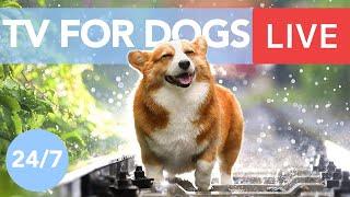 TV for Dogs! Chill Your Dog Out with this 24/7 TV and Music Playlist!