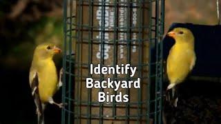 Common Backyard Birds in Ontario, Canada