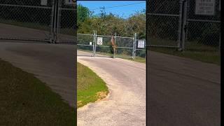 Deer Soars Over Sky High Fence! UNBELIEVABLE JUMP! #shorts #deer #nature #outdoors #wildlife #viral