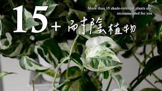 不愁家中不夠亮！15+耐陰植物讓您輕鬆擁有居家小綠園More than 15 shade-tolerant plants are recommended for you