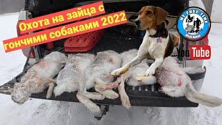 Охота на зайца с гончими собаками 2022