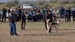 поле Талхан Ашхабад обзор Туркменских собак - Turkmen Alabay