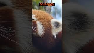 The Elusive Life of The Red Panda | The Wild Animal Facts