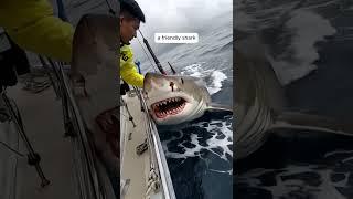 Petting a shark's head, Brave or Crazy?
