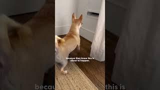 Chihuahua Is At War With The Mail | The Dodo