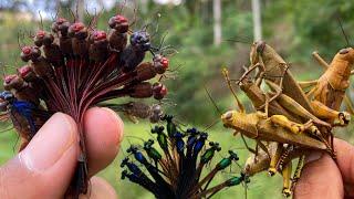 Dragonfly: nature's mini fighter‼️catches dragonflies and grasshoppers,damselflies