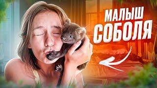 ВПЕРВЫЕ - Маленький СОБОЛЬ за 20.000 РУБЛЕЙ! Я в восторге!