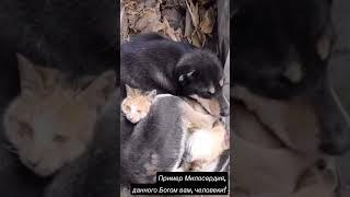 Милосердие… это про людей или животных! #милосердие #животные