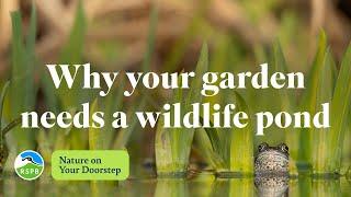 Why your garden needs a wildlife pond | RSPB Nature on Your Doorstep