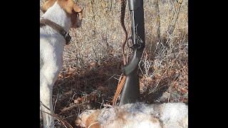 Трудовое Открытие сезона охоты на Зайца 2020-2021г. Labor opening of the hare hunting season 20-21г.