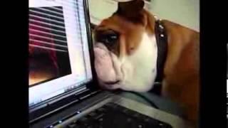 Bulldogs Are Awesome  Compilation