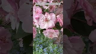 Malus ‘Brandywine’ #malus #pommetier #crabapple #three #flowers #fleurs #garden #plants #nature