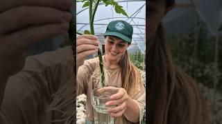 How to clone tomato plants 