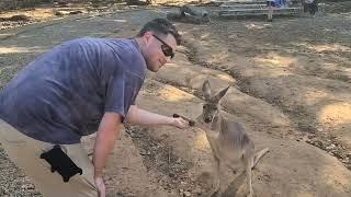 Kangaroos & Emus at Kentucky Down Under Adventure Zoo 10/12/24