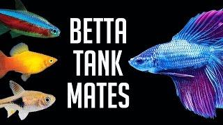 Compatible Tank Mates for Betta Fish