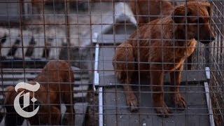 Saving Sochi's Stray Dogs | Olympics 2014 | The New York Times