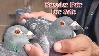 Breeder Pair For Sale | Resar Kabutar For Sale | Racing Pigeon 2024 | Kalapati