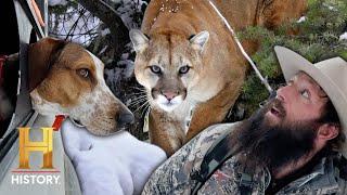 Mountain Men: KILLER MOUNTAIN LION ON THE LOOSE! (Season 13)