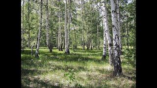 Андрей Костенко Я в весеннем лесу(гармонь)