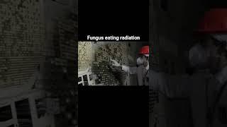 Fungus eating radiation