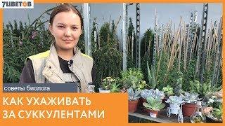 Виды суккулентов и уход за ними / Советы биолога компании 7ЦВЕТОВ