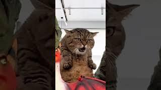 Котозавр