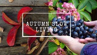 Autumn Diary part 1 - Autumn Slow Living in French Countryside   # 24