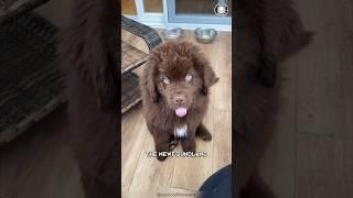 Newfoundland Dog ️‍ Giant Paws & Warm Hearts!