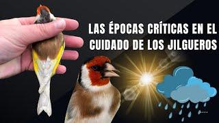 Carduelis Carduelis Los Jilgueros Y Sus Épocas Críticas