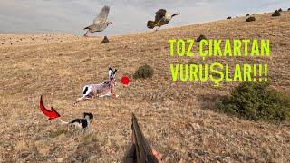 TAVŞAN KEKLİK AVI 2024 TOZ ÇIKARAN DUBLE VURUŞLAR SHOTKAM /RABBIT PARTRY HUNTING /ОХОТА НА КРОЛИКА