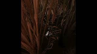 Тайник №55 затон Зов Припяти #stalker