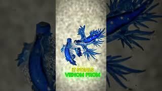 This Tiny Sea Monster Steals Venom to Survive!