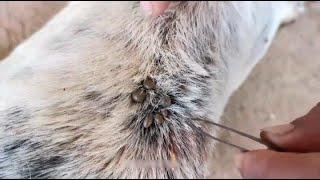 Get Removing ticks from Dog