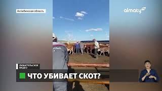 Отравление или вирус: в Актюбинской области массово гибнет домашний скот