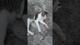 #cat .