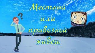 Модернизация жерлиц от бород. Нихромовые поводки. Глухозимье. Рыбалка в Беларуси.