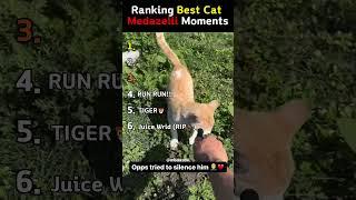 Funniest Medazelli Cat Moments Part 2