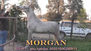 the champion ;morgan ;from abu habiba -egypt :00201006250911