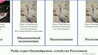 Рыба, отряд Окунеобразные, семейство Рогатковые fish Четырёхрогий Желтокрылки Европейский None