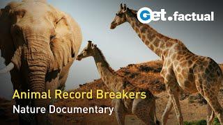 Animal Record Breakers | Full Nature Documentary