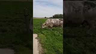 Огромный Бельгийский Бык #belgium #chechnya #animal #bigbull