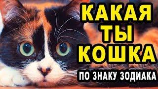 Какая Ты Домашняя Кошка по Знаку Зодиака