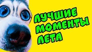 ЛУЧШИЕ МОМЕНТЫ ЛЕТА!! (Хаски Бандит) Говорящая собака