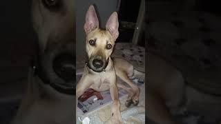 Cute Dog tilts head on whistling