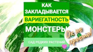 Вариегатность монстеры альба. Как правильно выбрать черенок