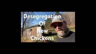 Desegregation of New Chickens and Chics