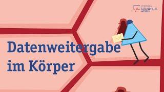 Das Hormonsystem - So steuern Hormone unser Verhalten und unsere Gefühle
