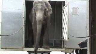 The Elephant Sanctuary | Ned's Arrival